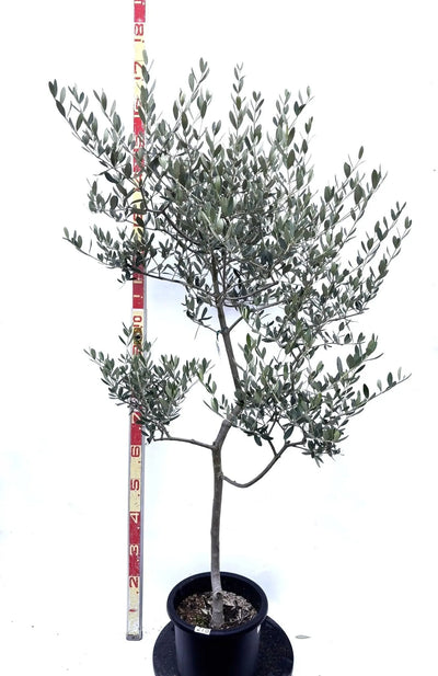 NEWルッカ（オリーブの木）｜Mサイズ｜K-278｜約160cm｜人気・寒冷地OK・初心者向き 株式会社鶴亀園