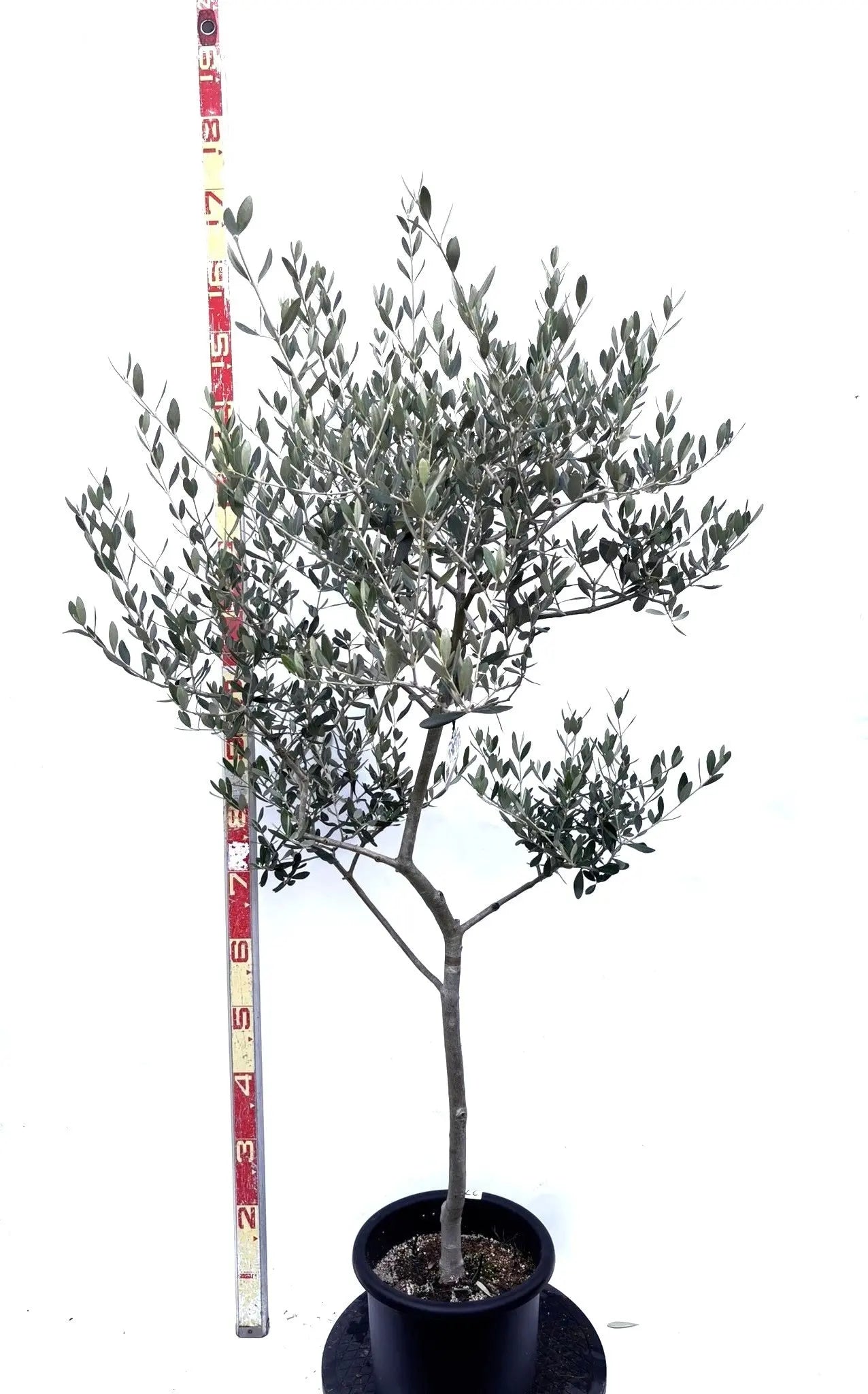 NEWルッカ（オリーブの木）｜Mサイズ｜K-278｜約160cm｜人気・寒冷地OK