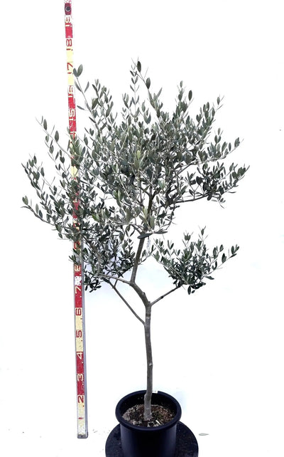 NEWルッカ（オリーブの木）｜Mサイズ｜K-278｜約160cm｜人気・寒冷地OK・初心者向き 株式会社鶴亀園