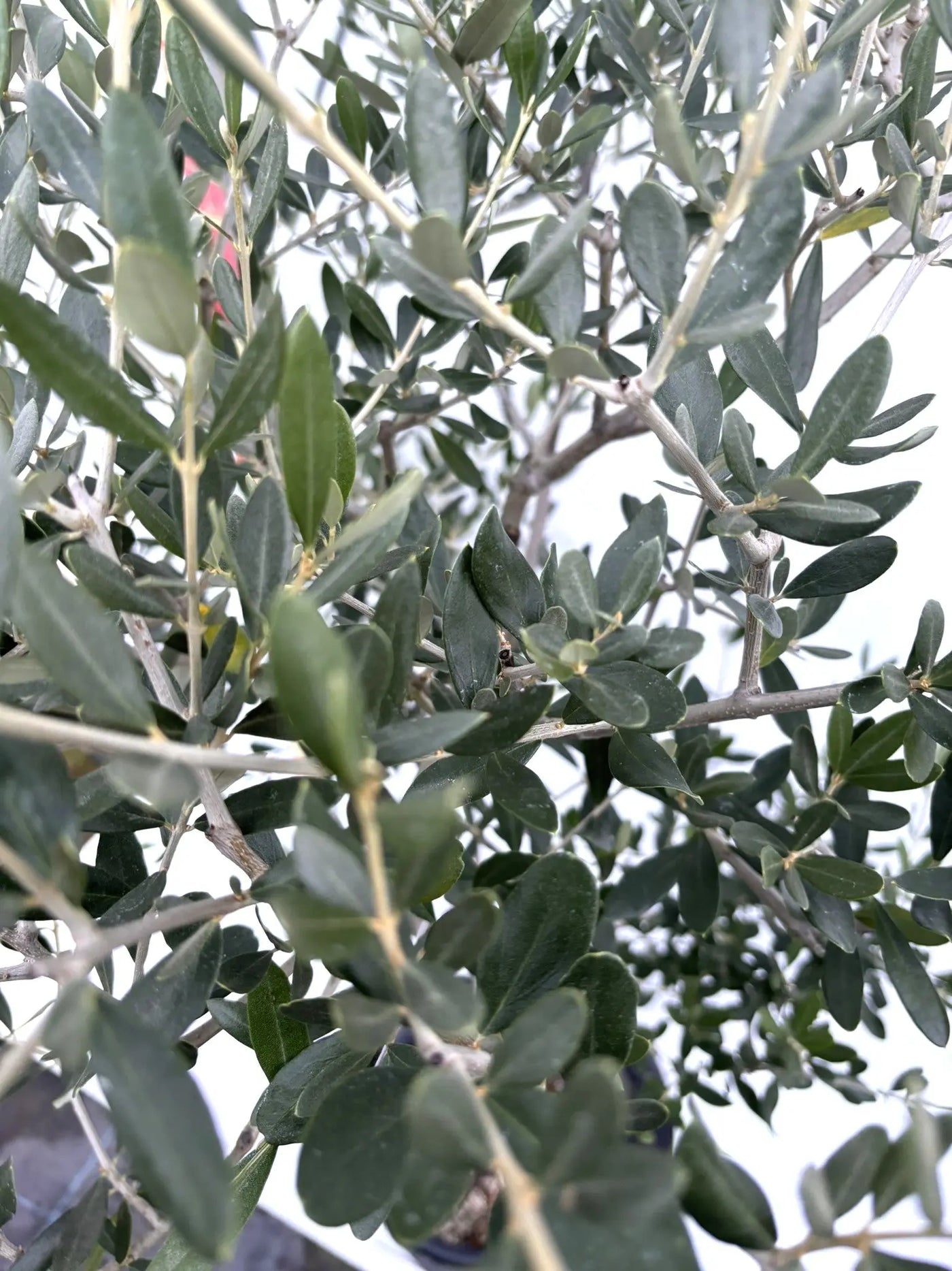 NEWルッカ（オリーブの木）｜Mサイズ｜K-278｜約160cm｜人気・寒冷地OK・初心者向き 株式会社鶴亀園