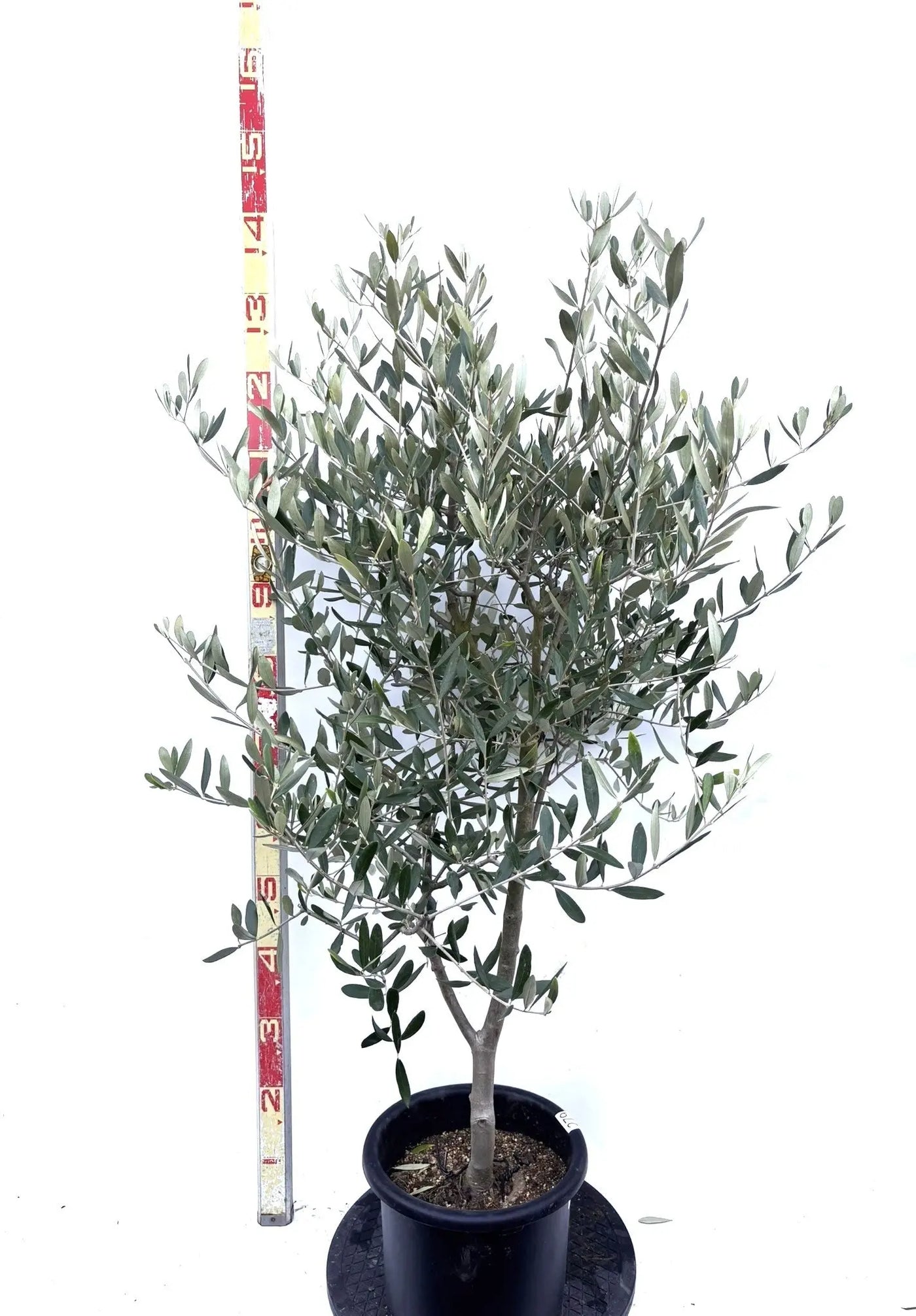 NEWルッカ（オリーブの木）｜Mサイズ｜K-279｜約130cm｜人気・寒冷地OK・初心者向き 株式会社鶴亀園