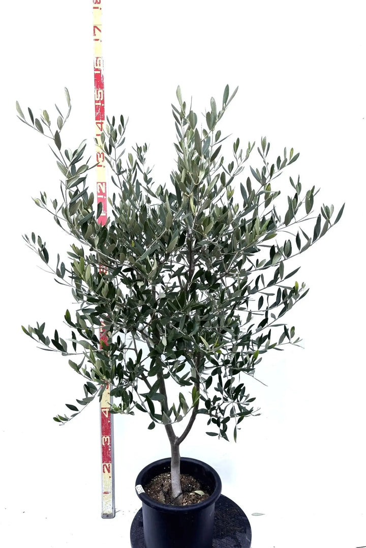 オリーブの木,た植物/観葉植物:古木幹極太『幹周り約57㎝』ルッカ。 NEWルッカ（オリーブの木）｜Mサイズ｜K-279｜約130cm｜人気・寒冷地OK