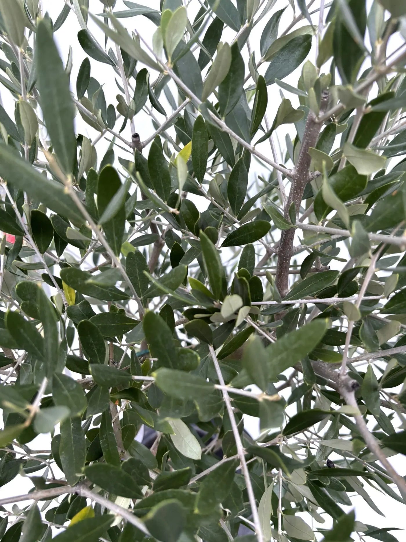 NEWルッカ（オリーブの木）｜Mサイズ｜K-279｜約130cm｜人気・寒冷地OK・初心者向き 株式会社鶴亀園