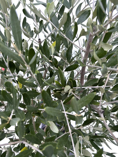 NEWルッカ（オリーブの木）｜Mサイズ｜K-279｜約130cm｜人気・寒冷地OK・初心者向き 株式会社鶴亀園