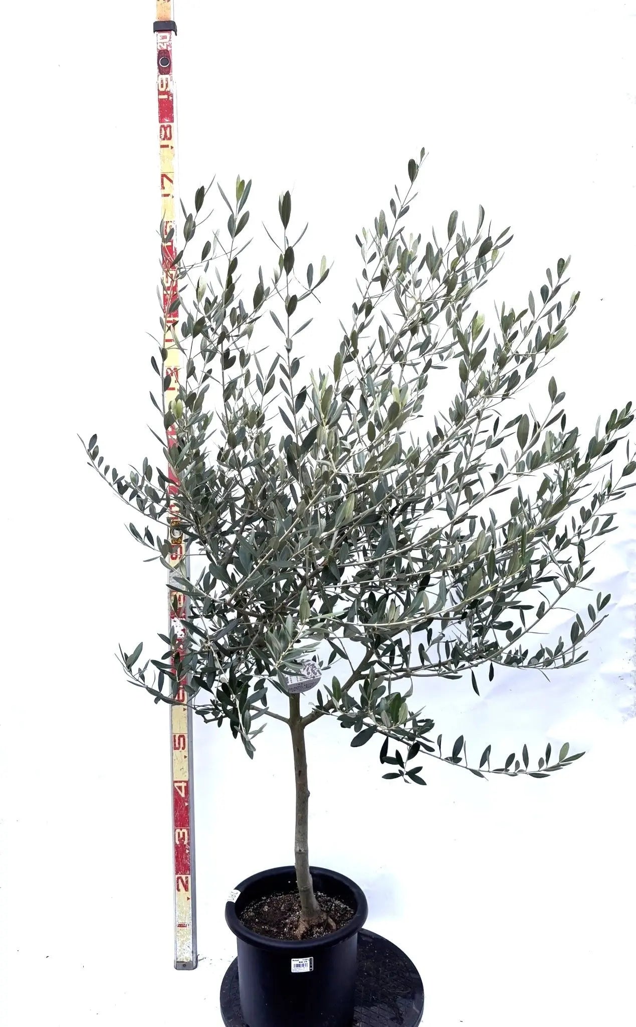 NEWルッカ（オリーブの木）｜Mサイズ｜K-280｜約160cm｜人気・寒冷地OK・初心者向き 株式会社鶴亀園