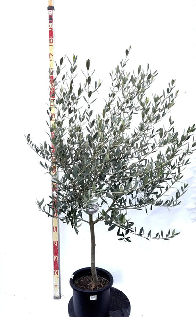 NEWルッカ（オリーブの木）｜Mサイズ｜K-280｜約160cm｜人気・寒冷地OK・初心者向き 株式会社鶴亀園