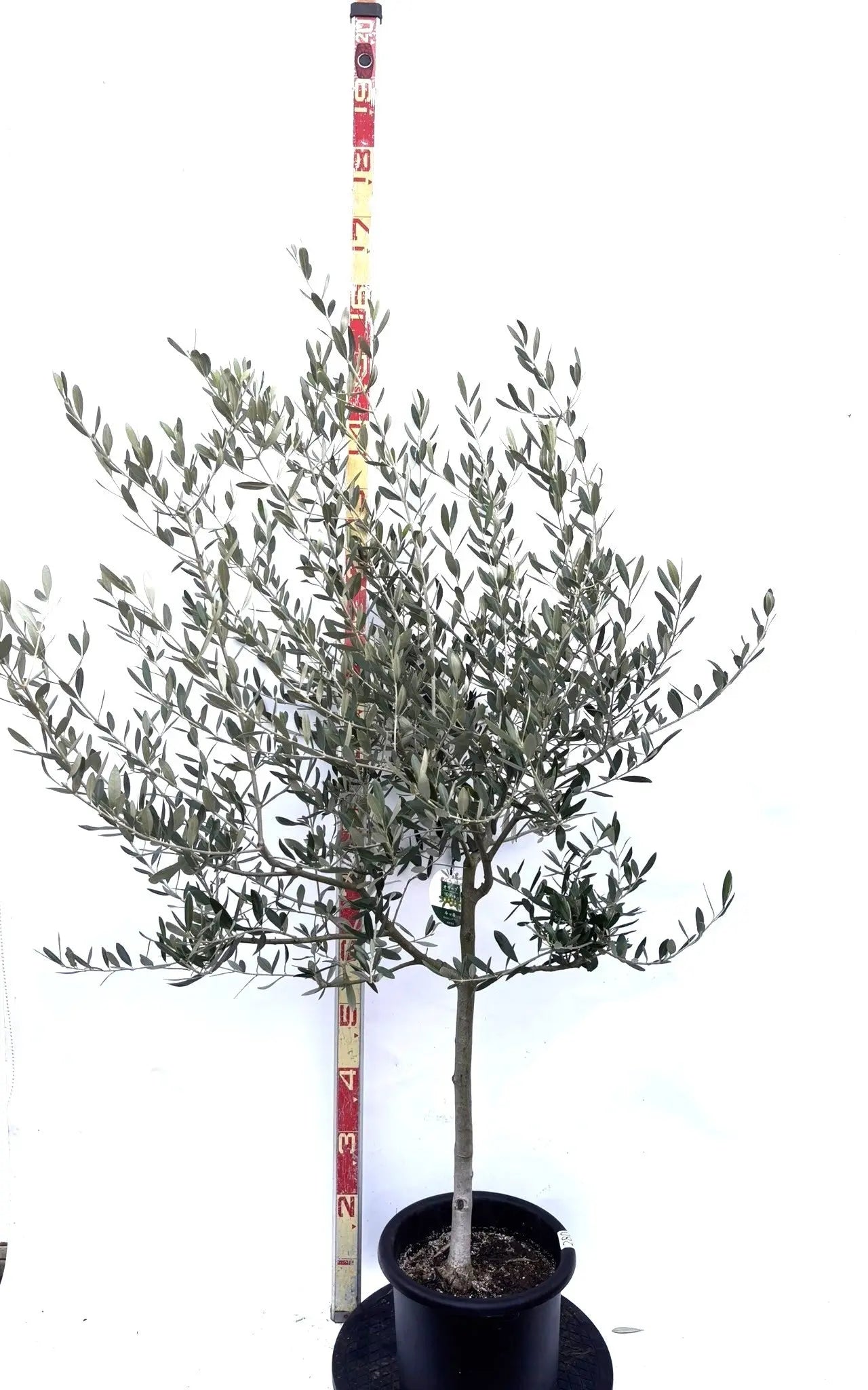 NEWルッカ（オリーブの木）｜Mサイズ｜K-280｜約160cm｜人気・寒冷地OK・初心者向き 株式会社鶴亀園