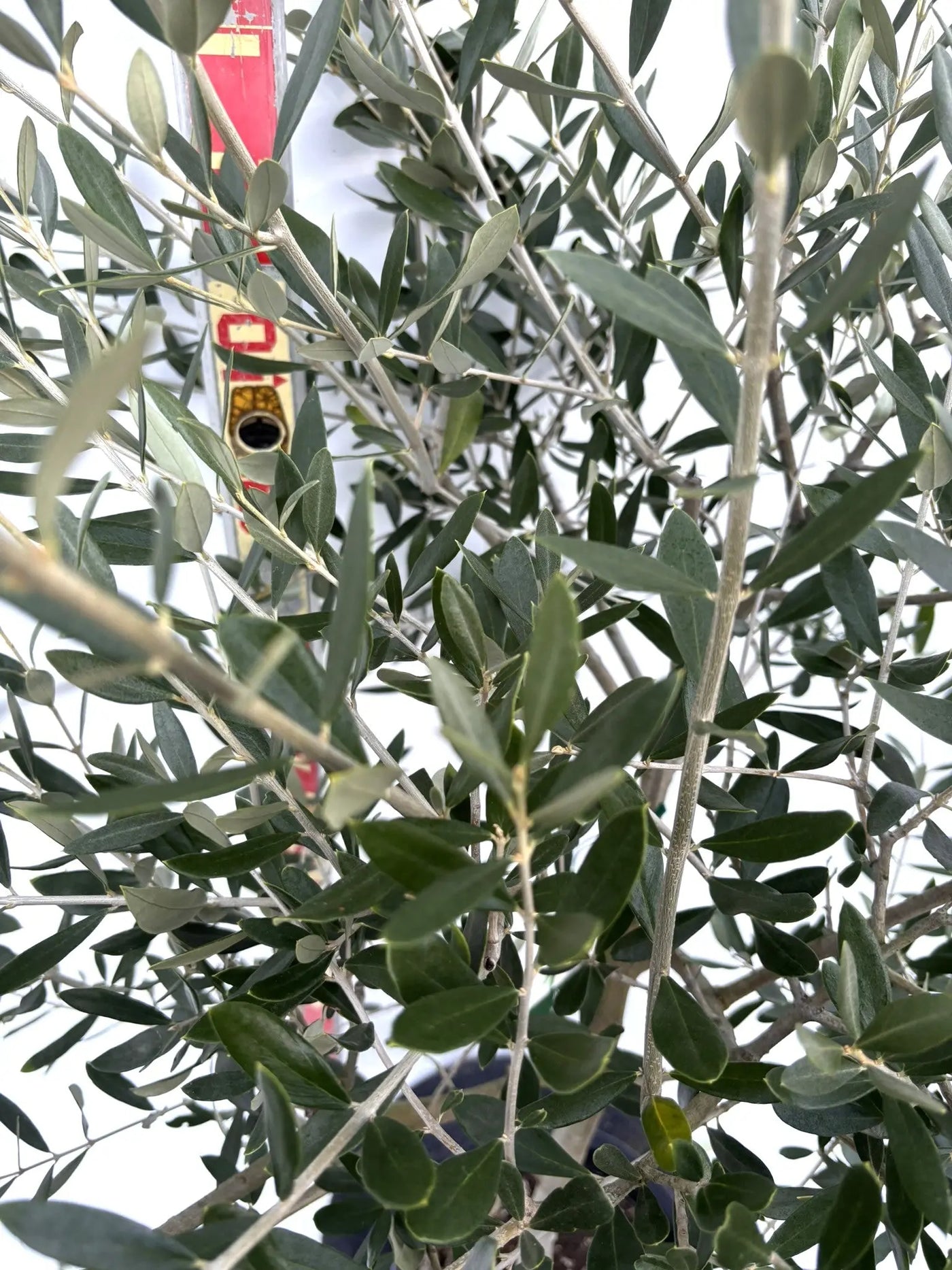 NEWルッカ（オリーブの木）｜Mサイズ｜K-280｜約160cm｜人気・寒冷地OK・初心者向き 株式会社鶴亀園