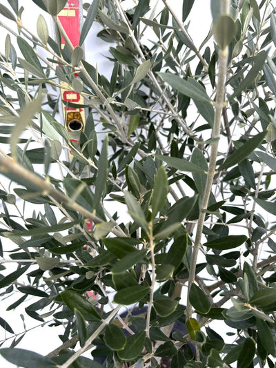 NEWルッカ（オリーブの木）｜Mサイズ｜K-280｜約160cm｜人気・寒冷地OK・初心者向き 株式会社鶴亀園