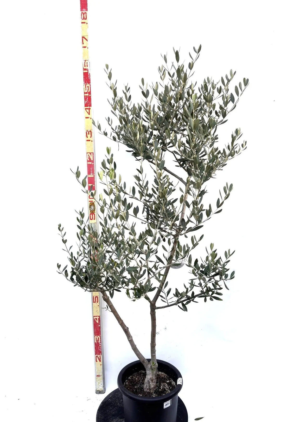 【現品】オリーブ　8号（1）ルッカ olive-lucca-8_1.jpg?1739330012