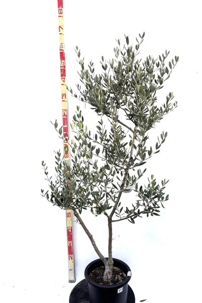 NEWルッカ（オリーブの木）｜Mサイズ｜K-281｜約150cm｜人気・寒冷地OK・初心者向き 株式会社鶴亀園