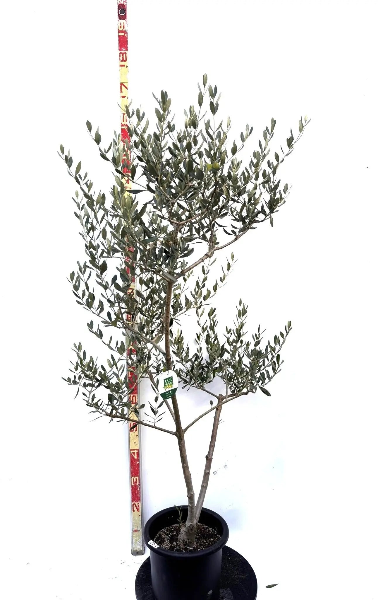 NEWルッカ（オリーブの木）｜Mサイズ｜K-281｜約150cm｜人気・寒冷地OK・初心者向き 株式会社鶴亀園