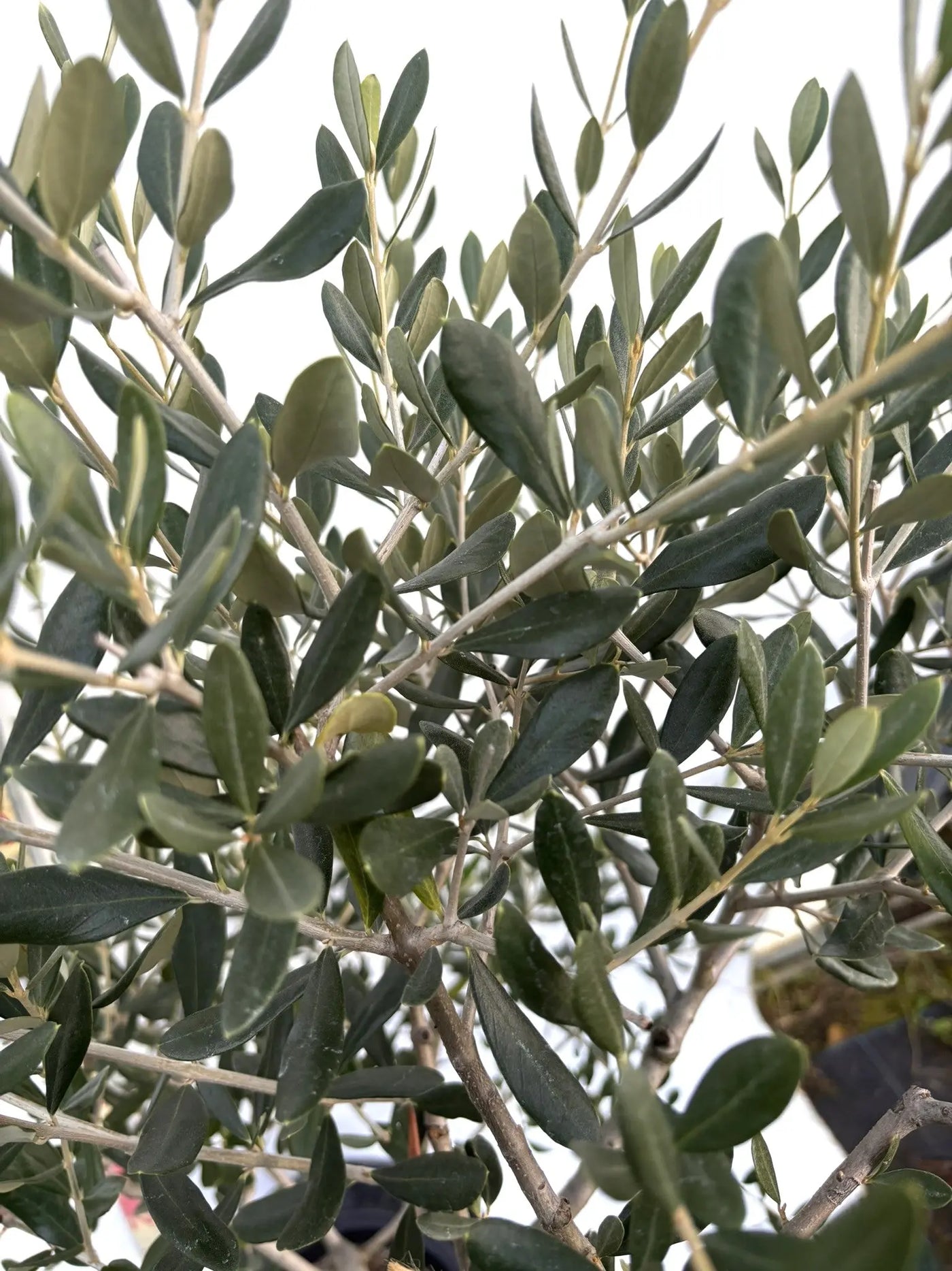 NEWルッカ（オリーブの木）｜Mサイズ｜K-281｜約150cm｜人気・寒冷地OK・初心者向き 株式会社鶴亀園