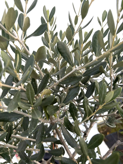 NEWルッカ（オリーブの木）｜Mサイズ｜K-281｜約150cm｜人気・寒冷地OK・初心者向き 株式会社鶴亀園