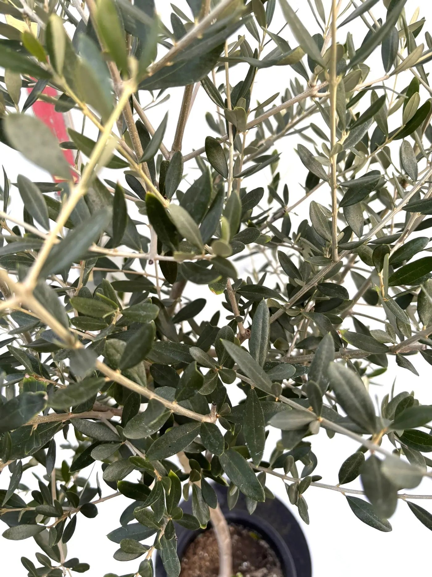 NEWルッカ（オリーブの木）｜Mサイズ｜K-282｜約170cm｜人気・寒冷地OK・初心者向き 株式会社鶴亀園