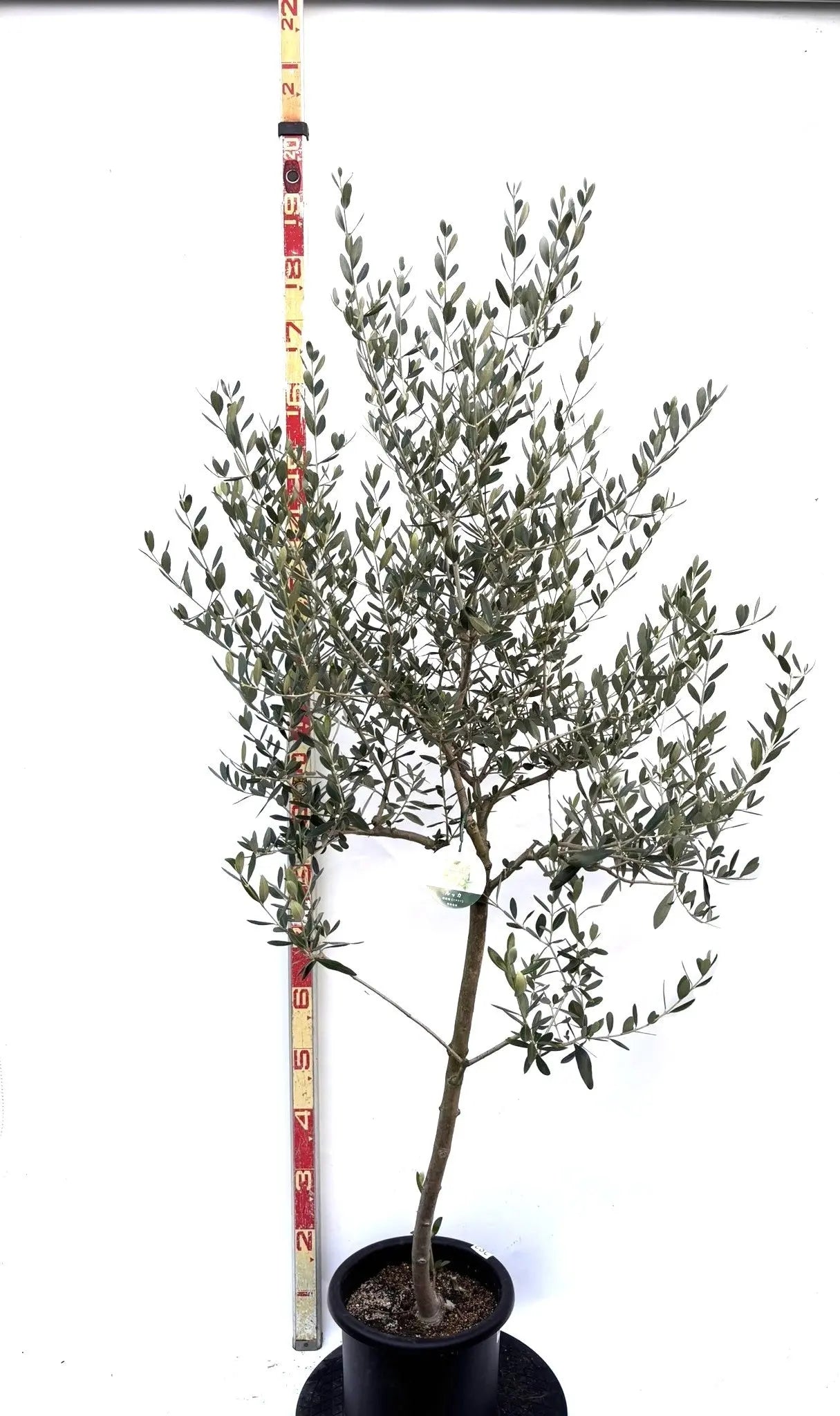 NEWルッカ（オリーブの木）｜Mサイズ｜K-282｜約170cm｜人気・寒冷地OK・初心者向き 株式会社鶴亀園