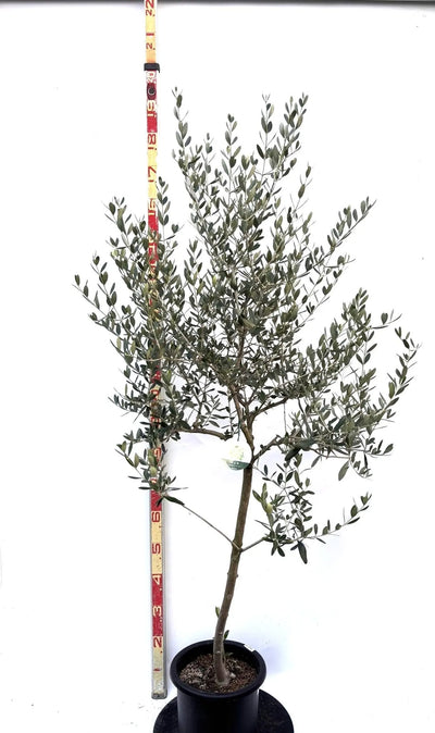 NEWルッカ（オリーブの木）｜Mサイズ｜K-282｜約170cm｜人気・寒冷地OK・初心者向き 株式会社鶴亀園