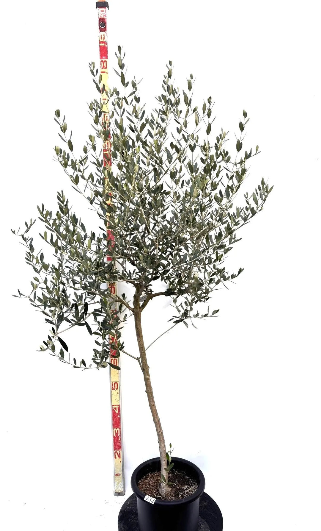 NEWルッカ（オリーブの木）｜Mサイズ｜K-282｜約170cm｜人気・寒冷地OK