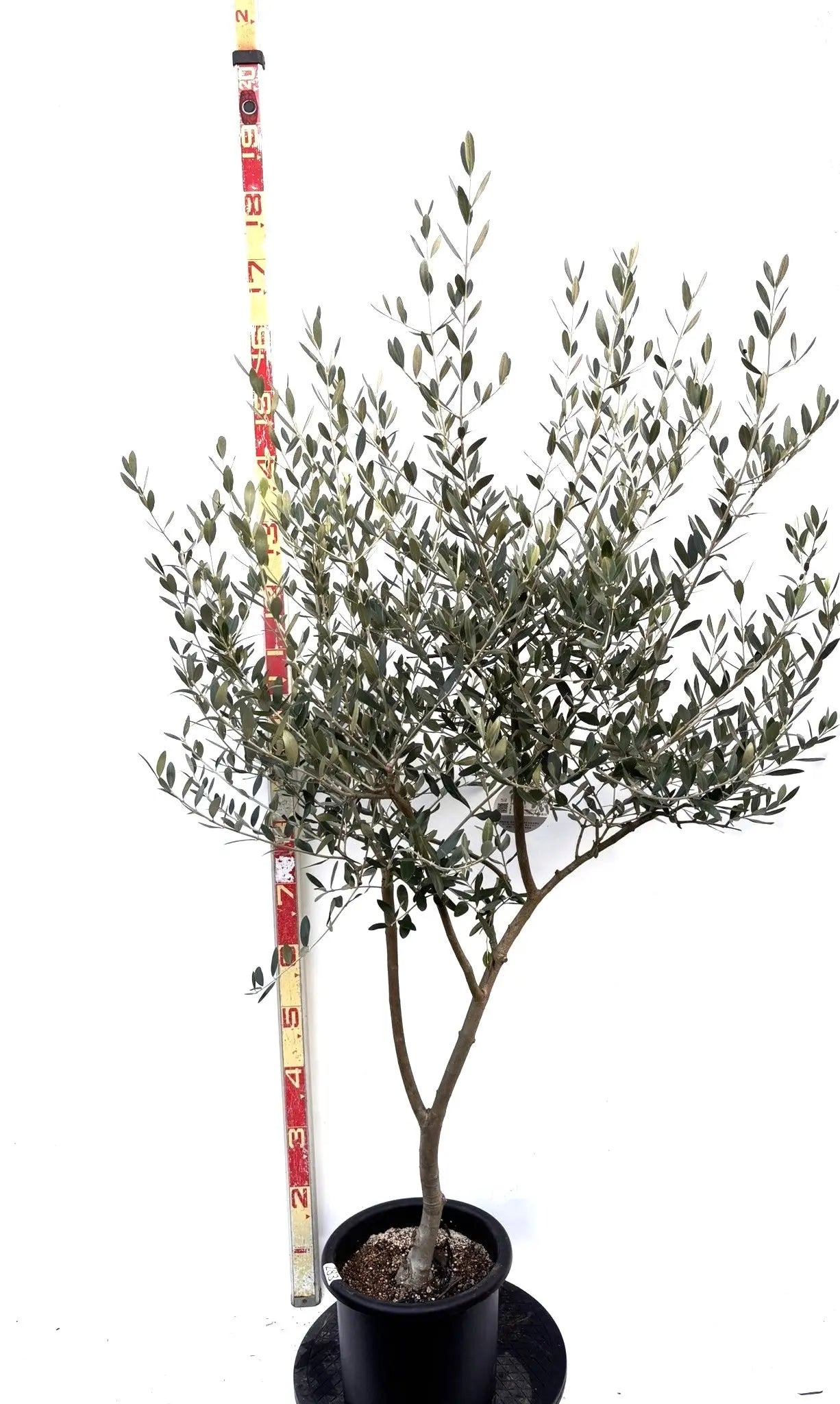 NEWルッカ（オリーブの木）｜Mサイズ｜K-283｜約160cm｜人気・寒冷地OK・初心者向き 株式会社鶴亀園