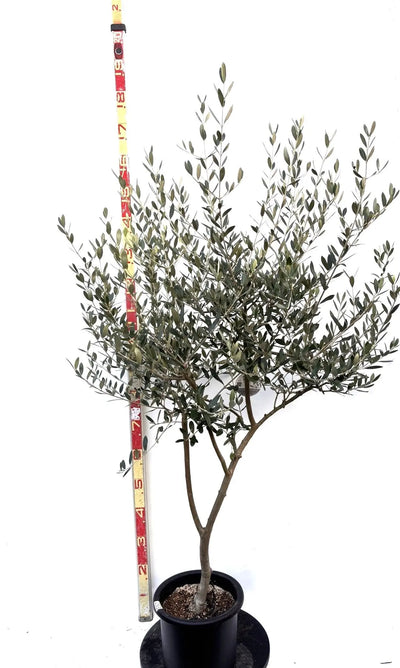 NEWルッカ（オリーブの木）｜Mサイズ｜K-283｜約160cm｜人気・寒冷地OK・初心者向き 株式会社鶴亀園