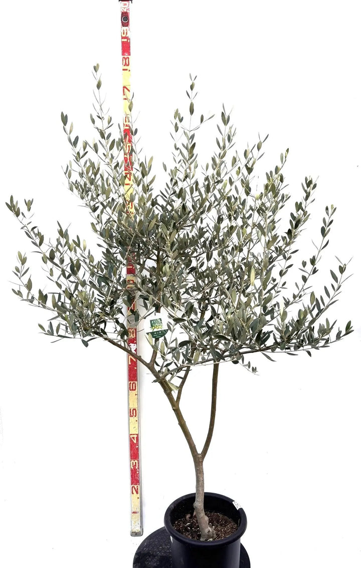 オリーブの木　ルッカ　約180cm　NO.1865　大型　現品掲載　人気品種 オリーブの木 ルッカ 約180cm NO.1865 大型 現品掲載 人気品種