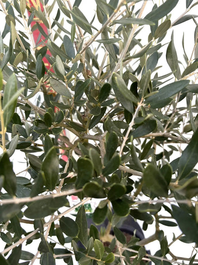 NEWルッカ（オリーブの木）｜Mサイズ｜K-283｜約160cm｜人気・寒冷地OK・初心者向き 株式会社鶴亀園