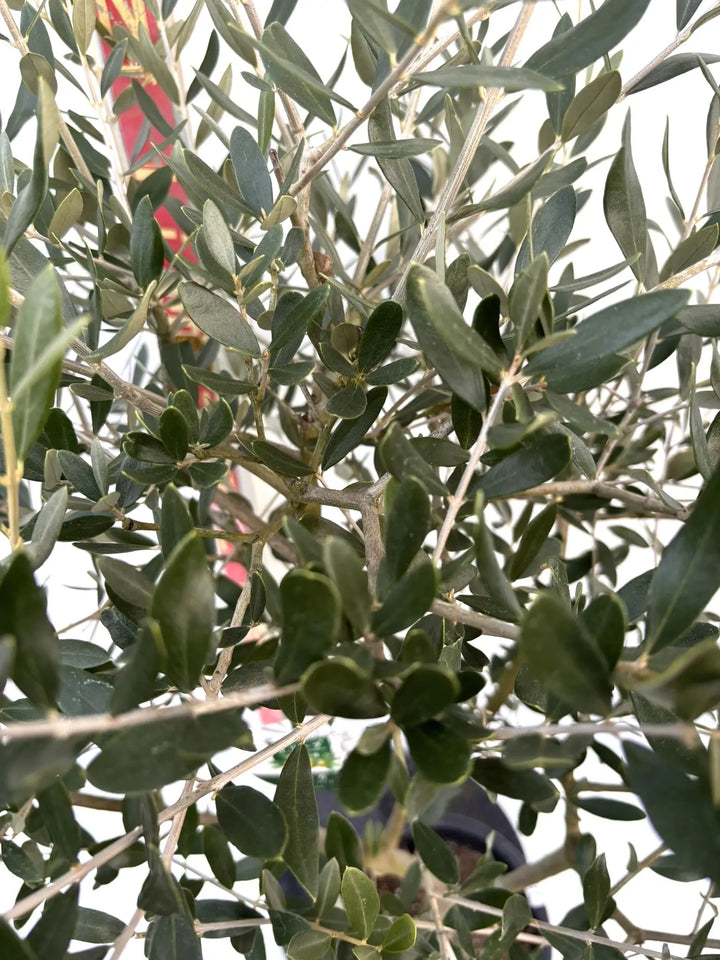 NEWルッカ（オリーブの木）｜Mサイズ｜K-283｜約160cm｜人気・寒冷地OK