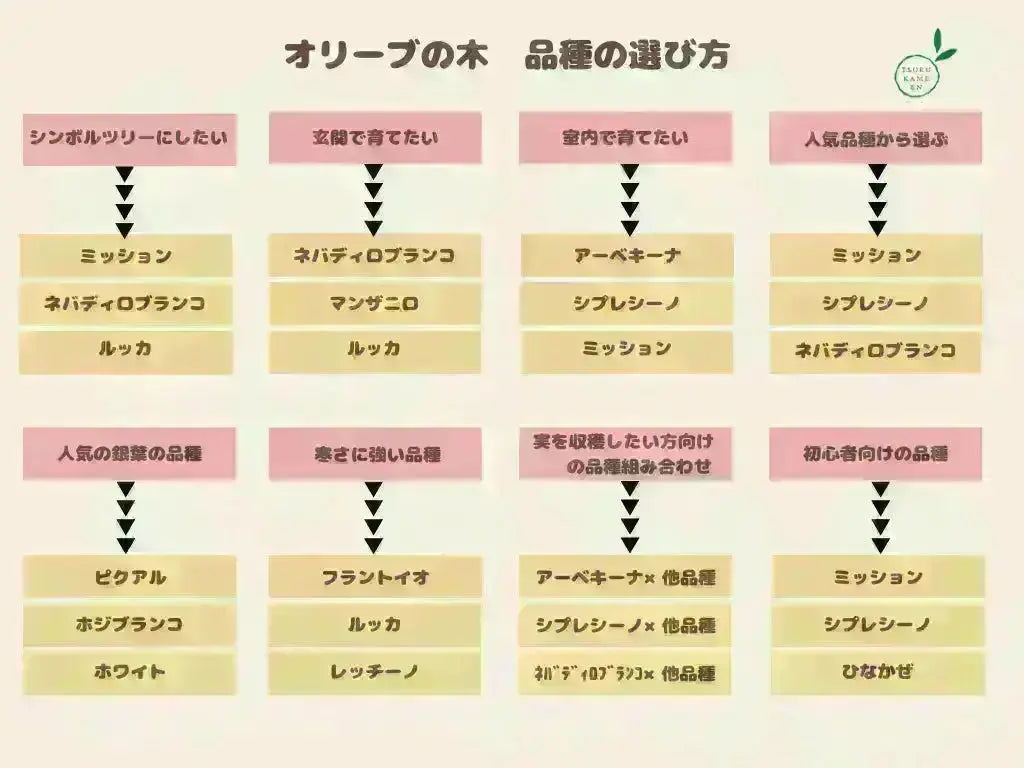 法人限定】ルッカ（オリーブの木）｜XL｜NO.1841｜約240cm｜人気・寒冷