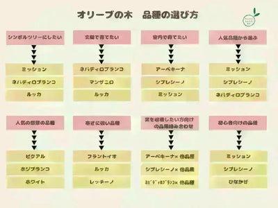【人気・寒さ・病害虫に強い】フラントイオ（オリーブの木）〈開帳型〉｜cm｜Sサイズ｜No.10554 株式会社鶴亀園