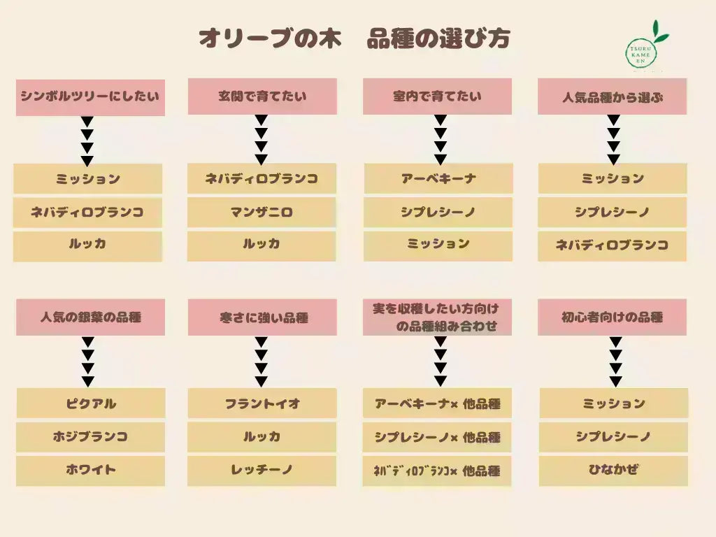 NEWルッカ（オリーブの木）｜Sサイズ｜NO.10662｜約60cm｜人気・寒冷地