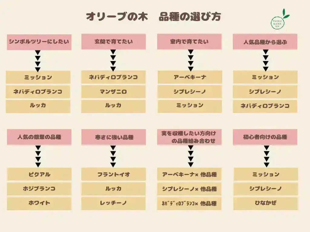 さっちゃん　オリーブの木　デルモロッコ　　ブラックイタリアン さっちゃん様専用 オリーブの木 デルモロッコ ブラックイタリアン