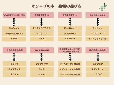 コレッジョラ（オリーブの木）｜Lサイズ｜K-189｜約200cm｜耐寒・耐病・開帳型｜ 株式会社鶴亀園