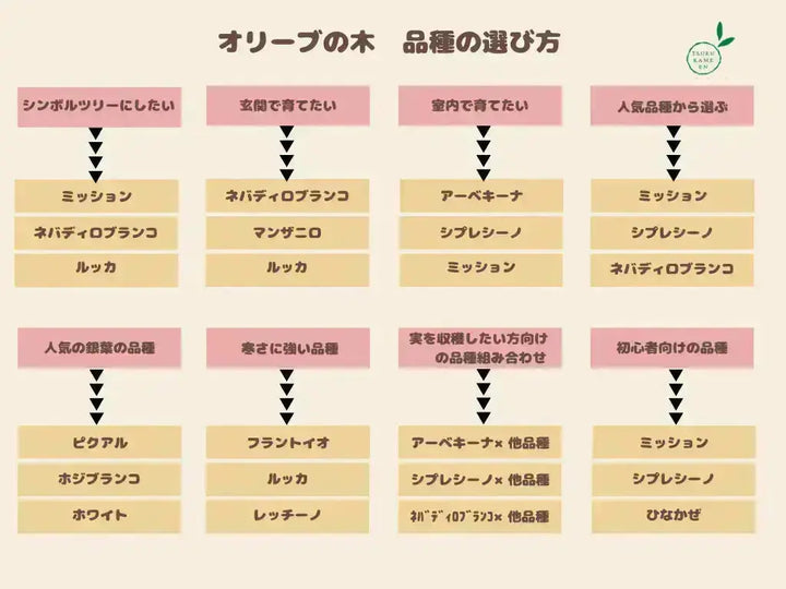 人気・初心者向き・シンボル向き】シプレシーノ（オリーブの木