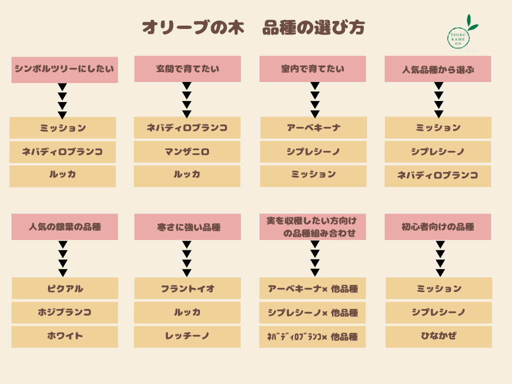 NEWカラマタ（オリーブの木）｜Sサイズ｜NO.10617｜約105cm｜希少・上級者向き 株式会社鶴亀園
