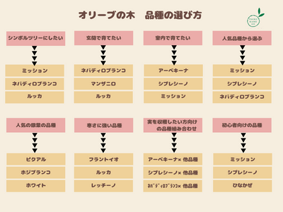NEWカラマタ（オリーブの木）｜Sサイズ｜NO.10617｜約105cm｜希少・上級者向き 株式会社鶴亀園