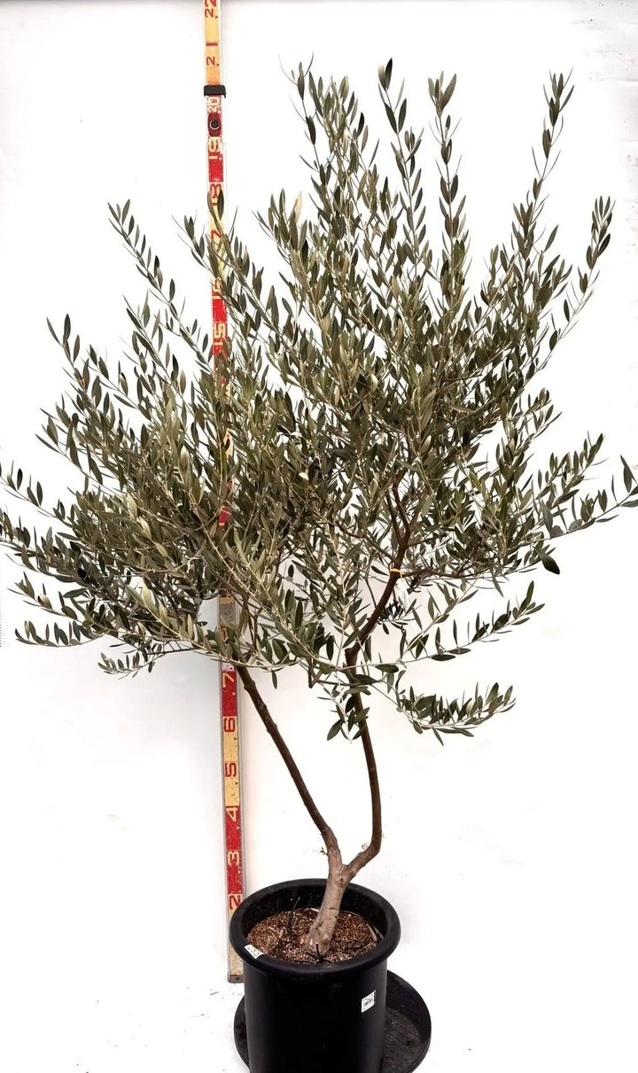 オリーブの木　ミッション　10号　約180cm　K-285　人気品種　現品掲載 NEWミッション（オリーブの木）｜Lサイズ｜K-285｜約180cm｜人気・直立