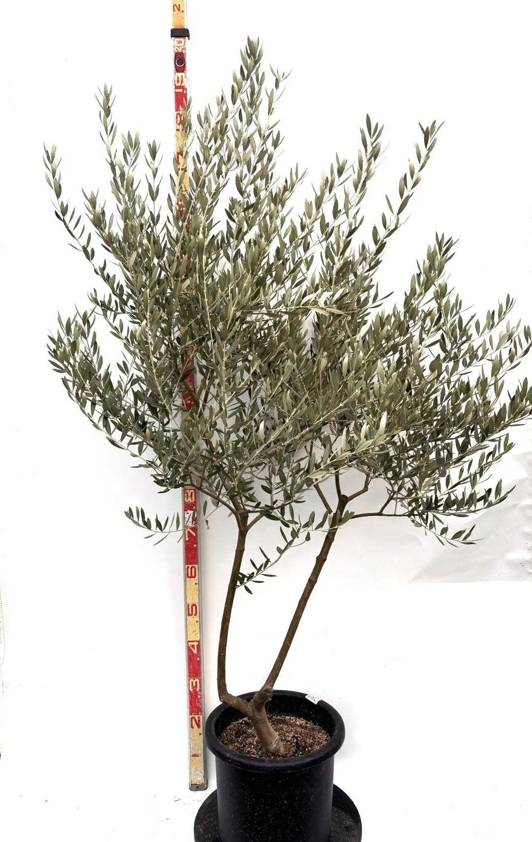 オリーブの木 ミッション 17号 約180cm NO.1801 古木 オリーブの木
