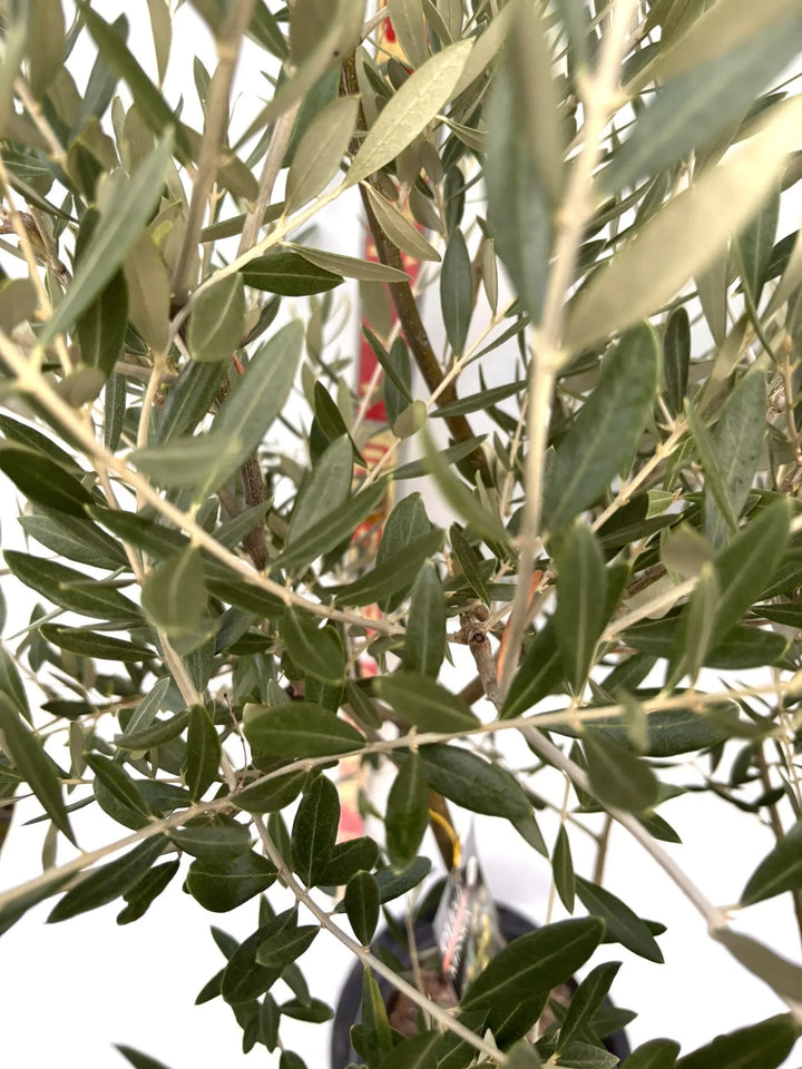 NEWミッション（オリーブの木）｜Lサイズ｜K-285｜約180cm｜人気・直立