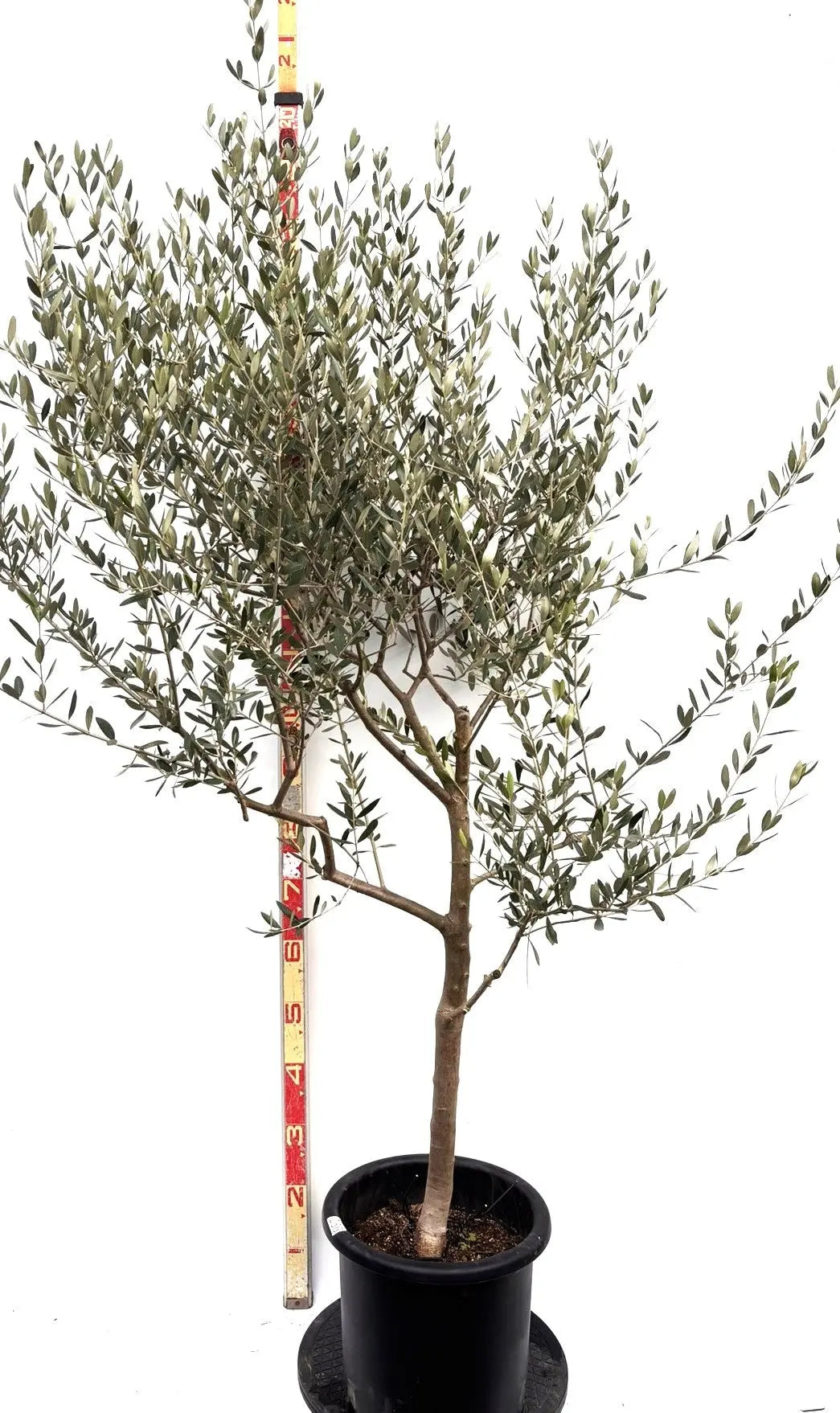 NEWルッカ（オリーブの木）｜Lサイズ｜K-286｜約180cm｜人気・寒冷地OK・初心者向け 株式会社鶴亀園