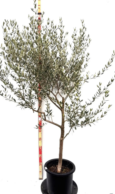 NEWルッカ（オリーブの木）｜Lサイズ｜K-286｜約180cm｜人気・寒冷地OK・初心者向け 株式会社鶴亀園