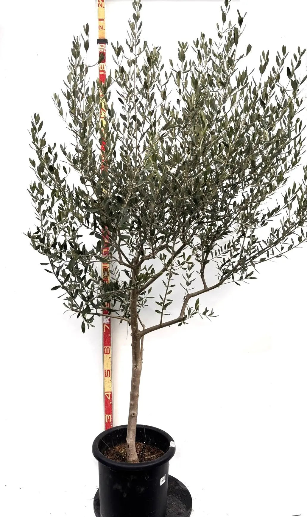 オリーブの木　ルッカ　約180cm　NO.1906　大型　現品掲載　人気品種 オリーブの木 ルッカ 約180cm NO.1906 大型 現品掲載 人気品種