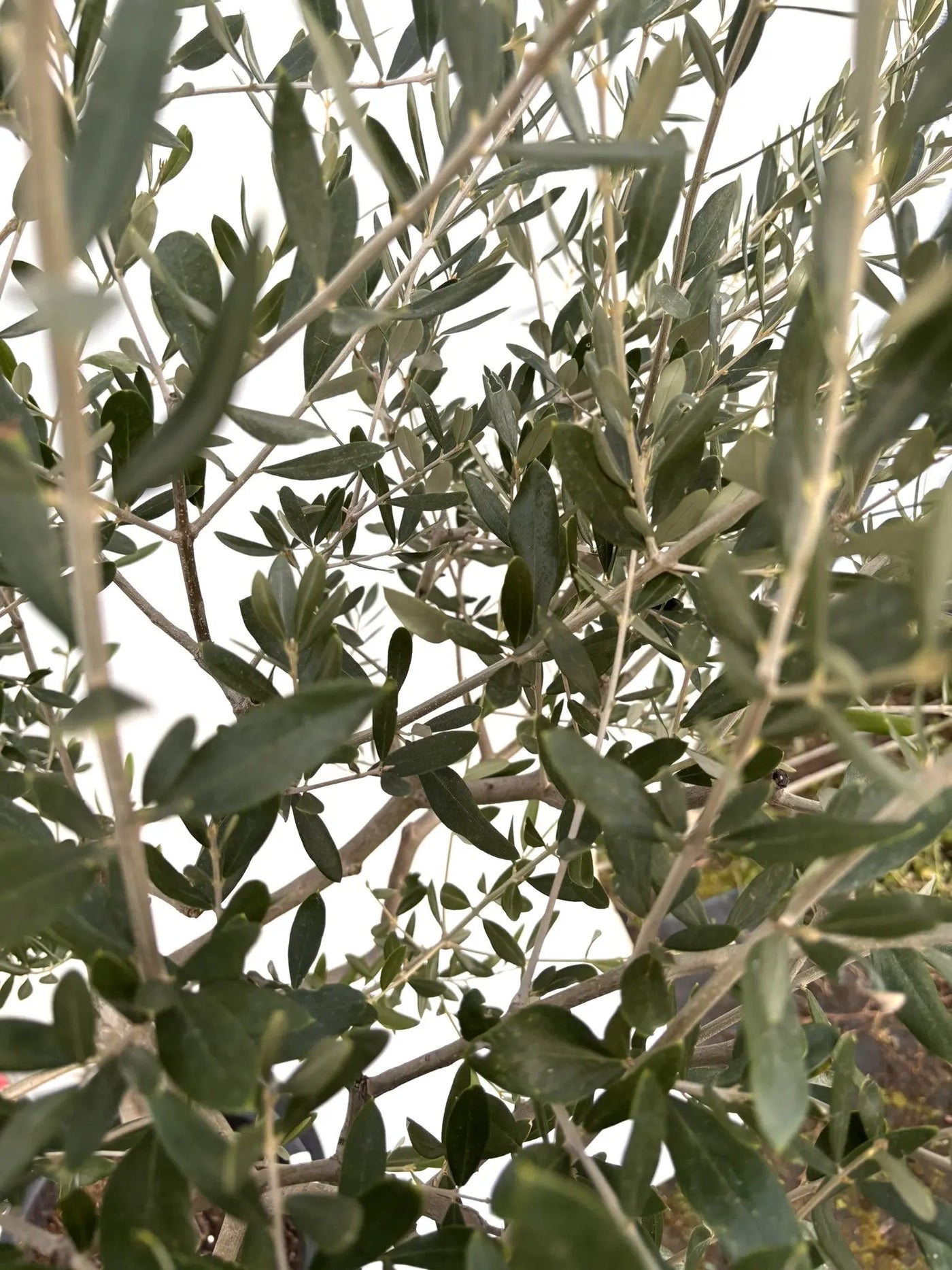 NEWルッカ（オリーブの木）｜Lサイズ｜K-286｜約180cm｜人気・寒冷地OK・初心者向け 株式会社鶴亀園