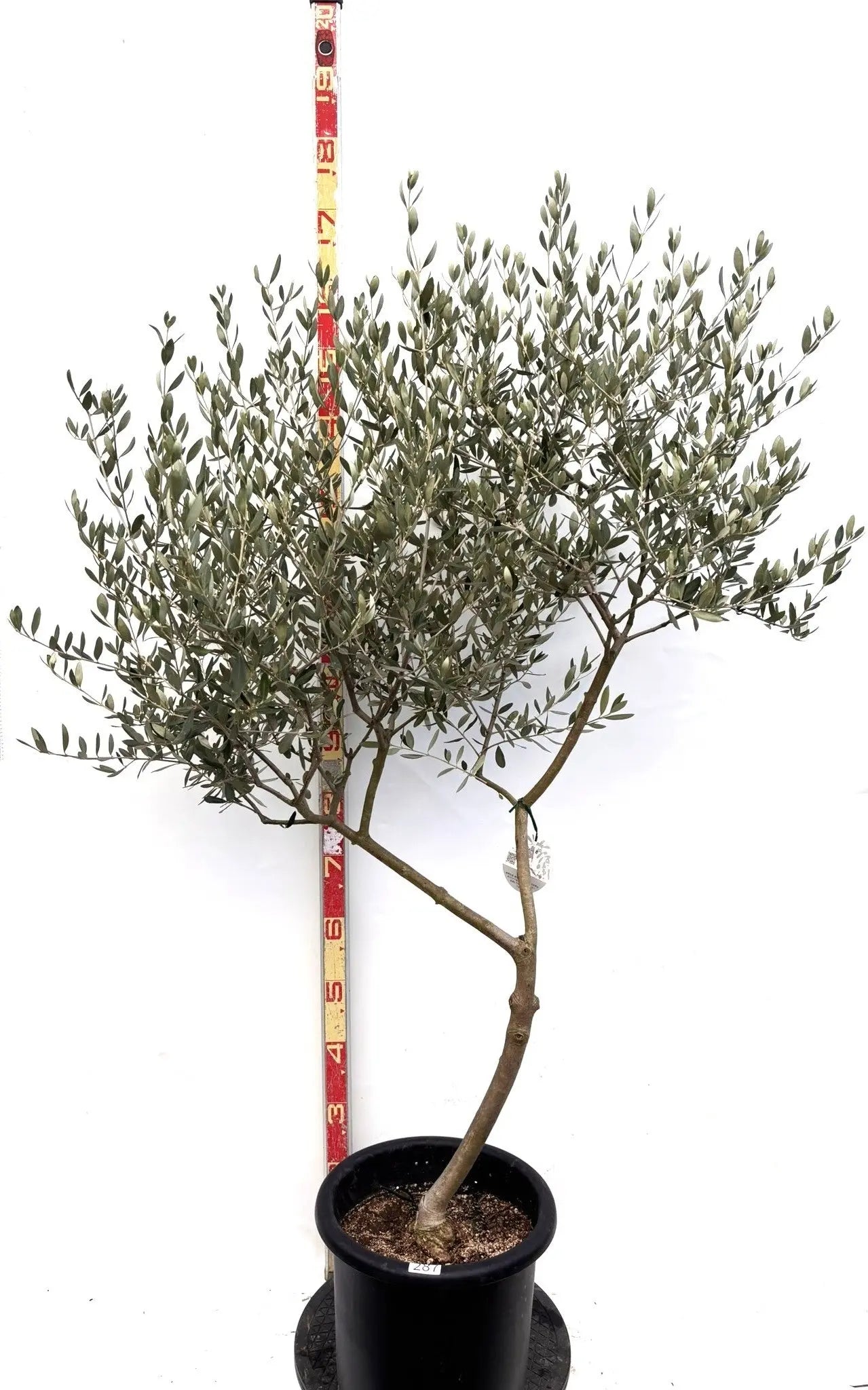 オリーブの木 タラスコア 10号 160cm K-73 一点物 希少品種 観葉