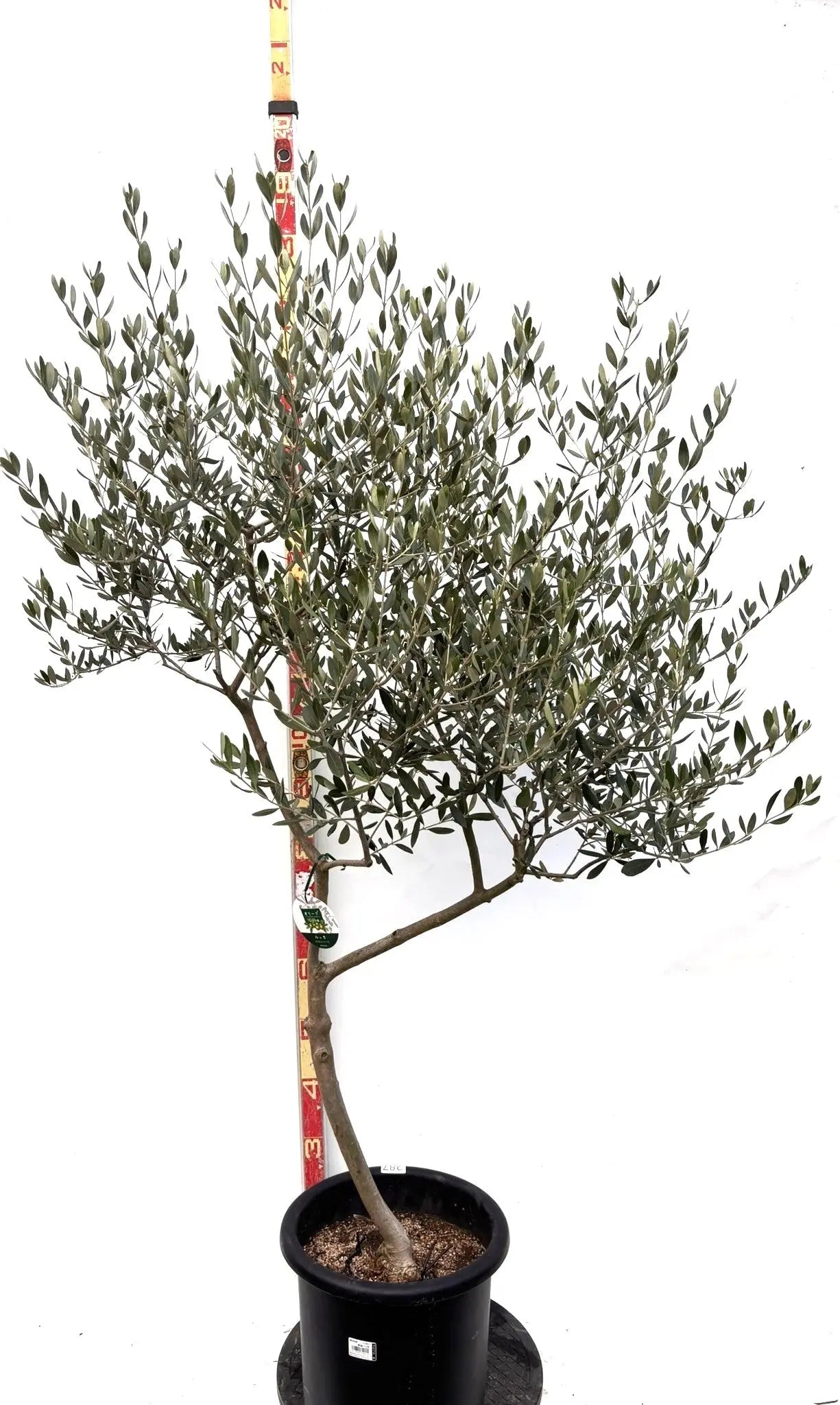 NEWルッカ（オリーブの木）｜Lサイズ｜K-287｜約160cm｜人気・寒冷地OK・初心者向け 株式会社鶴亀園