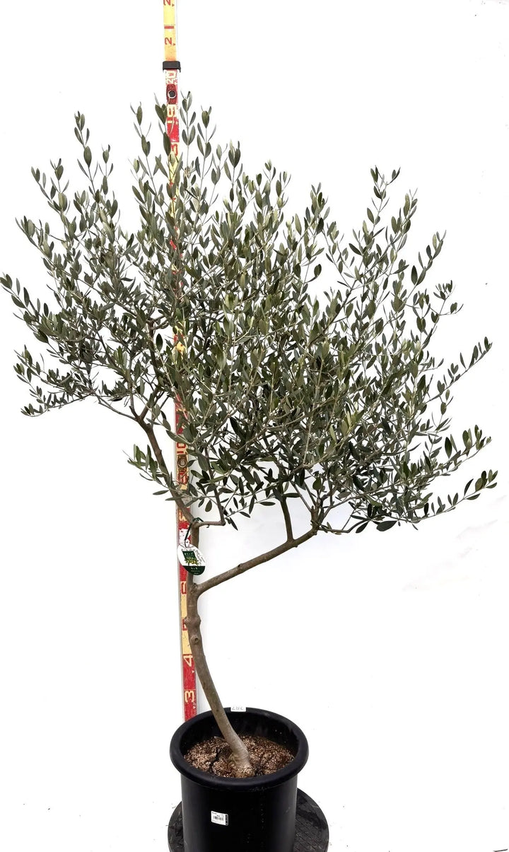 オリーブの木　ルッカ　10号　約160cm　K-287　人気品種　現品掲載 オリーブの木 ルッカ 10号 約160cm K-287 人気品種 現品掲載 オリーブ