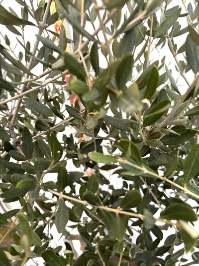 NEWルッカ（オリーブの木）｜Lサイズ｜K-287｜約160cm｜人気・寒冷地OK・初心者向け 株式会社鶴亀園