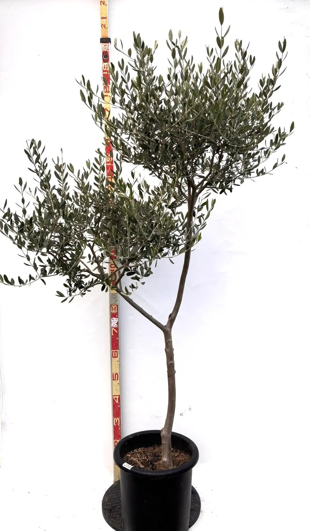 NEWルッカ（オリーブの木）｜Lサイズ｜K-288｜約170cm｜人気・寒冷地OK・初心者向け 株式会社鶴亀園