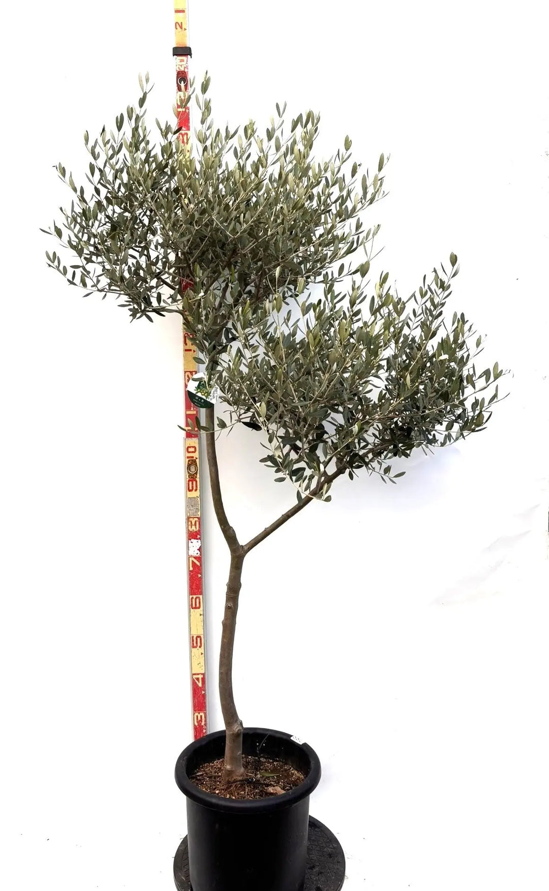 NEWルッカ（オリーブの木）｜Lサイズ｜K-288｜約170cm｜人気・寒冷地OK