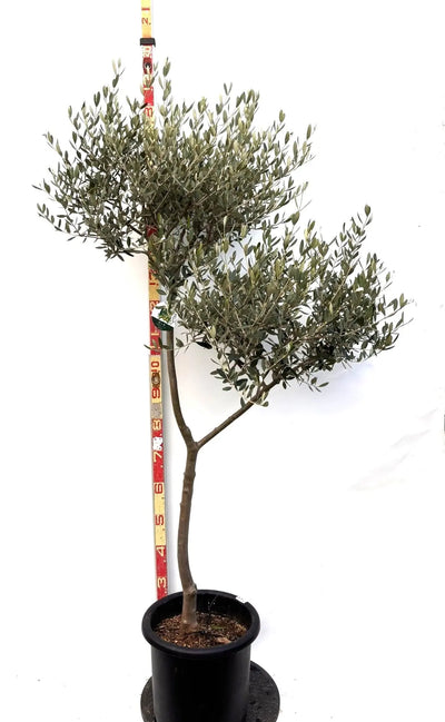 NEWルッカ（オリーブの木）｜Lサイズ｜K-288｜約170cm｜人気・寒冷地OK・初心者向け 株式会社鶴亀園