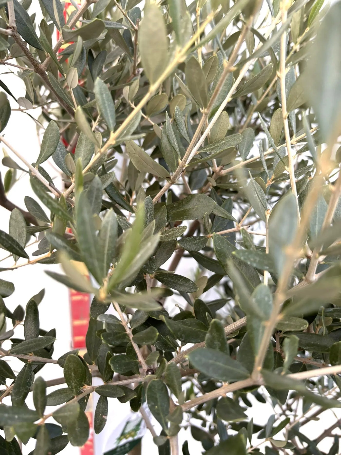 NEWルッカ（オリーブの木）｜Lサイズ｜K-288｜約170cm｜人気・寒冷地OK・初心者向け 株式会社鶴亀園